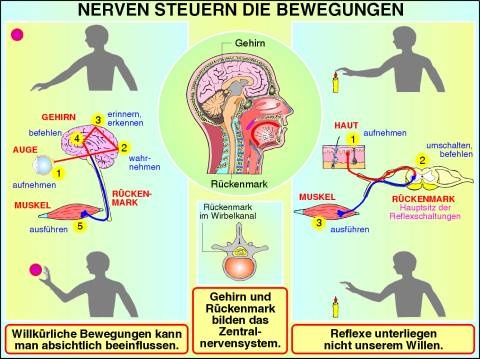 Digitale Folien auf CD, Nerven steuern die Bewegungen