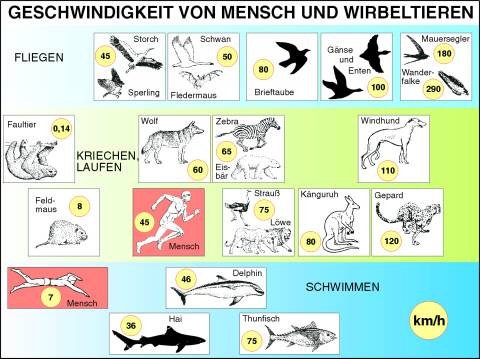 Digitale Folien auf CD, Geschwindigkeit