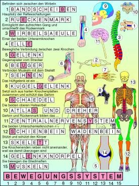 Transparentsatz Rätsel zum Bewegungssystem