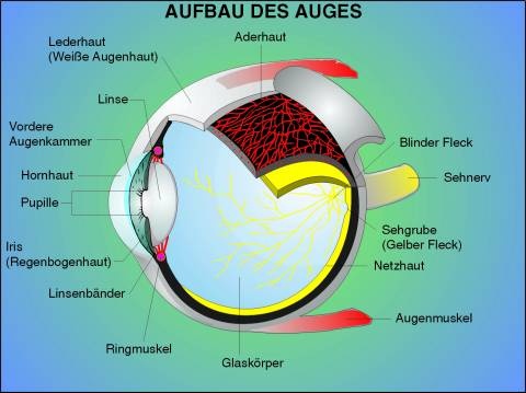 Transparentsatz Aufbau des Auges