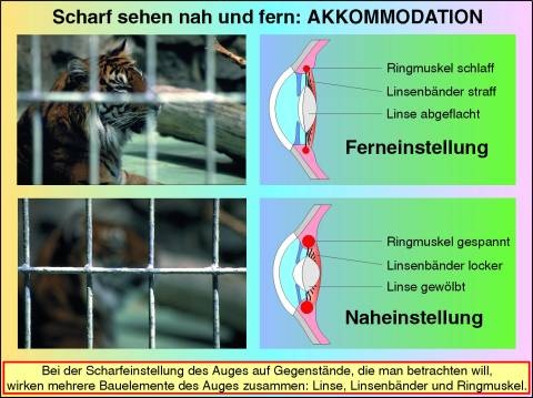 Transparentsatz Akkommodation und Adaption