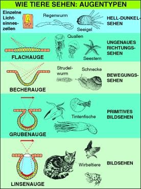 Transparentsatz Wie Tiere sehen