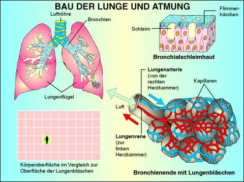Digitale Folien auf CD, Bau der Lunge und Atmung