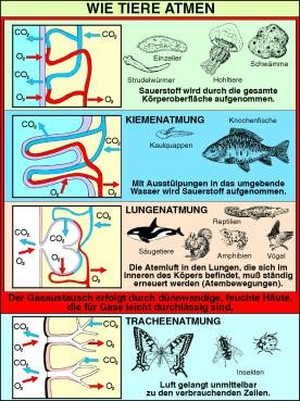 Digitale Folien auf CD,  Wie Tiere atmen