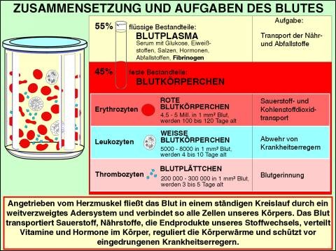 Interaktive digitale Tafelbilder auf CD, Blut,- Bestandteile und Aufgaben