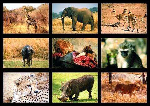 Lehrmittel Tiere und Landschaften der Galapagos-Inseln, digitale Fotos Lehrmittel Tiere und Landschaften der Galapagos-Inseln, digitale Fotos