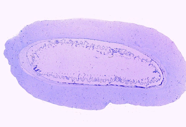 Mikropräparat - Ascidie, Seescheide, Kiemendarmregion quer