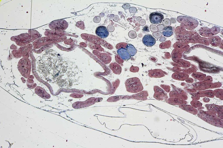 Mikropräparat - Clavelina, Tunikat, längs mit Kiemendarm, Gonaden