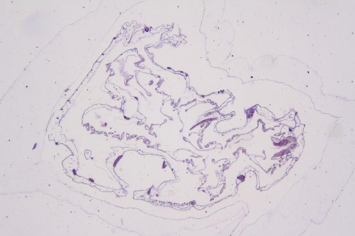 Mikropräparat - Clavelina, Kiemendarmregion, quer