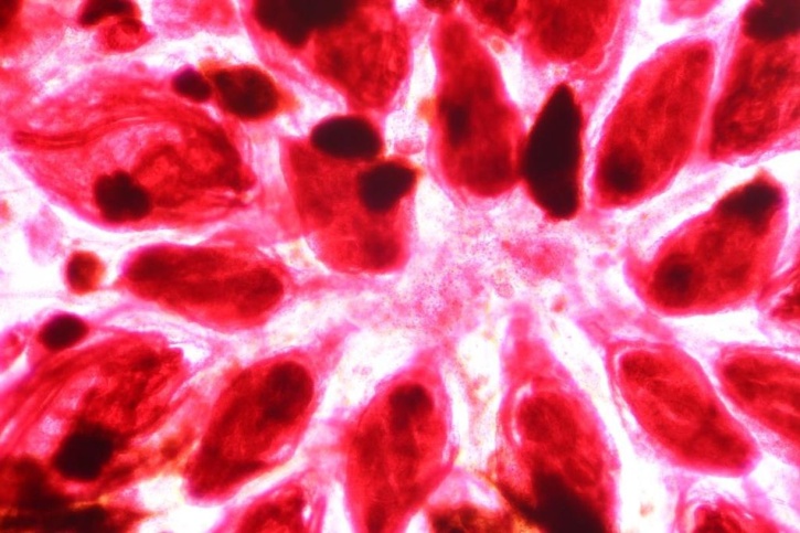 Mikropräparat - Botryllus schlosseri, Tunikatenkolonie total