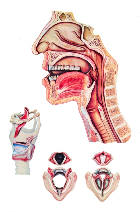 Lehrtafel Die weibliche Brust, 70x100cm