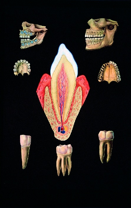 Anatomische Wandkarte Gesundes Gebiß