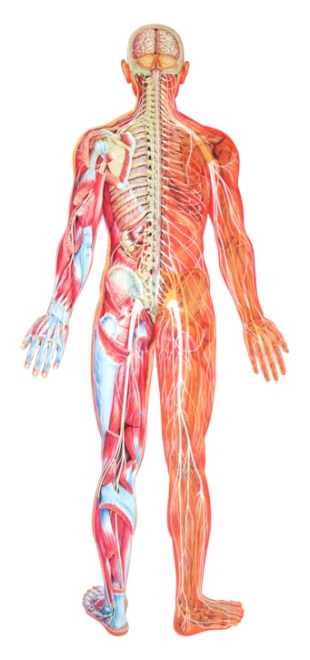 Lehrtafel Das Gefäßsystem, 70x100cm