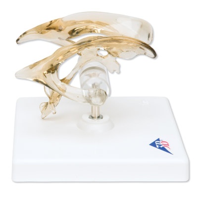 Gehirnventrikel Modell