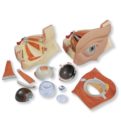 Auge, 5-fache Größe, 12-teilig