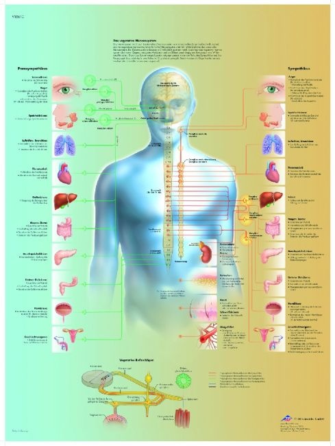 Anatomische Lehrtafel, Das vegetative Nervensystem