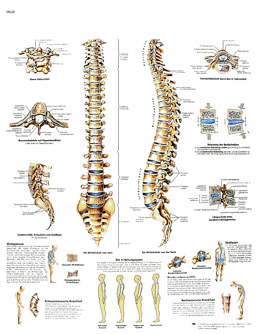 Anatomische Lehrtafel, Die menschliche Wirbelsäule