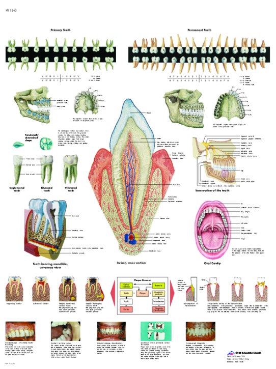 Anatomische Lehrtafel, Das Gebiß
