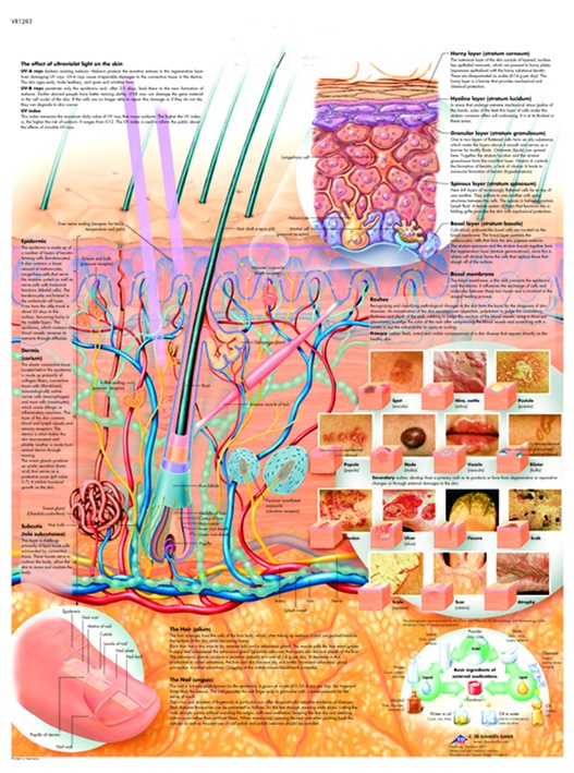 Anatomische Lehrtafel, Die Haut