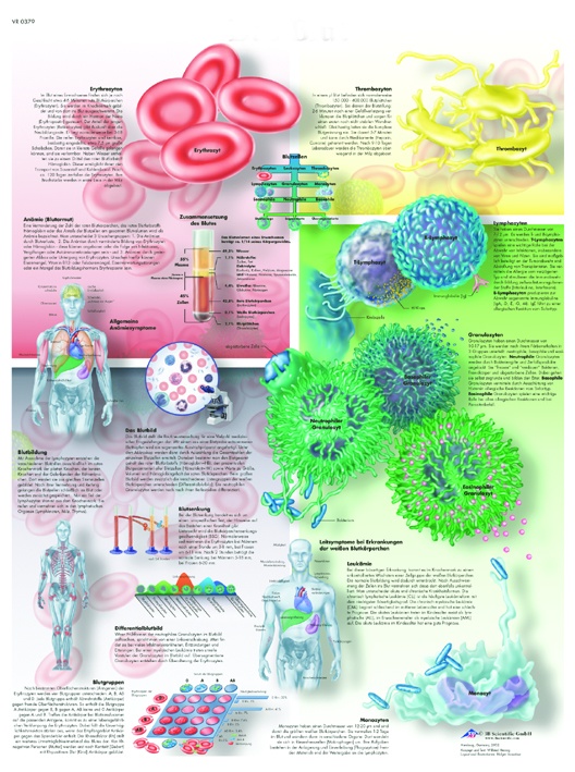Anatomische Lehrtafel, Das Blut