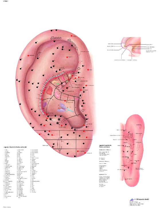 Anatomische Lehrtafel, Ohrakkupunktur