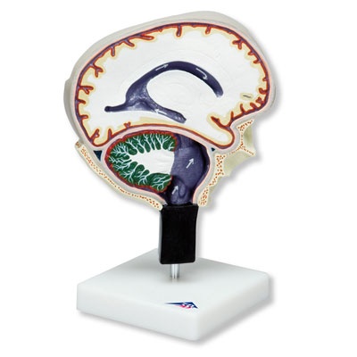 Hirnflüssigkeitskreislauf