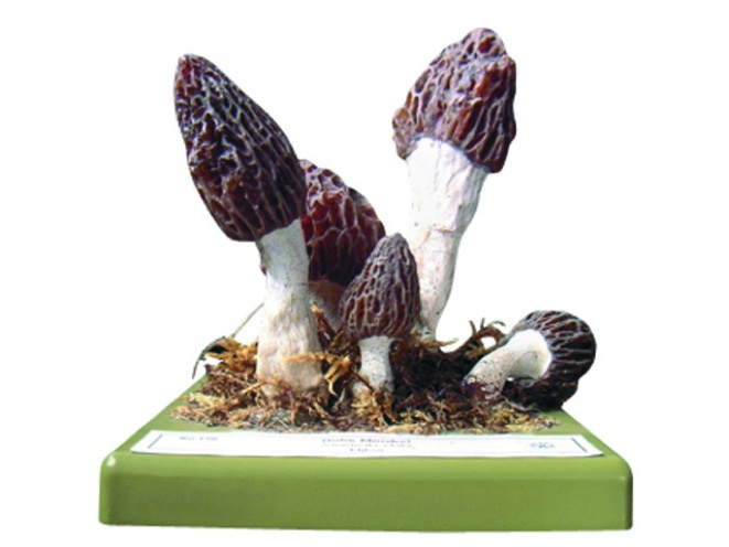 Pilzmodell Hohe Morchel