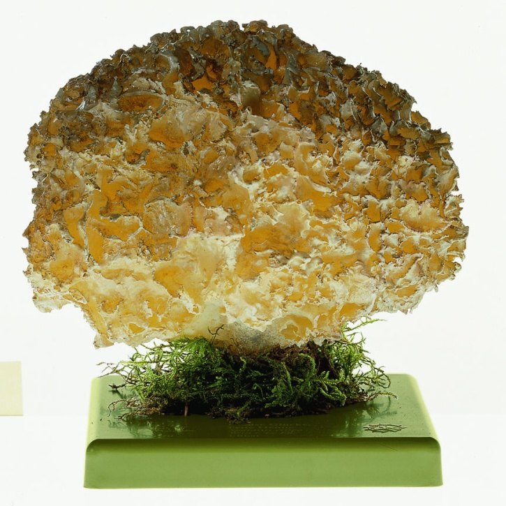 Pilzmodell Krause Glucke, Fette Henne