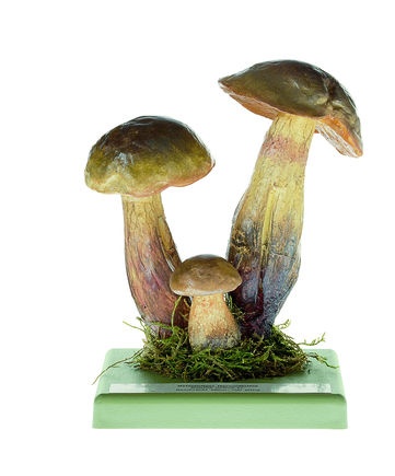 Pilzmodell Netzstieliger Hexenröhrling