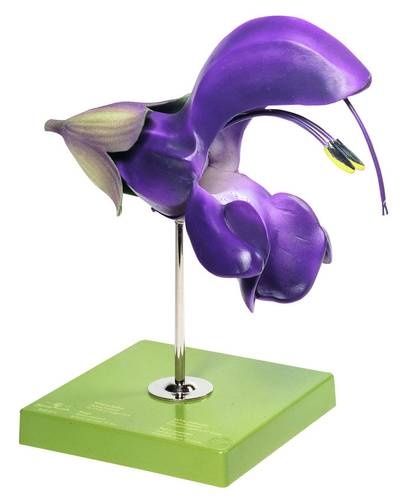 Modell Wiesensalbei, ca. 15fach vergrößert