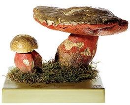 Pilzmodell Satanspilz