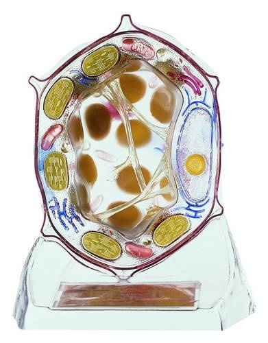 Modell Pflanzenzelle