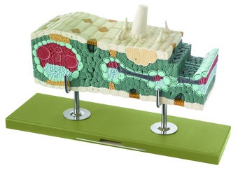 Schnittmodell Maisblatt