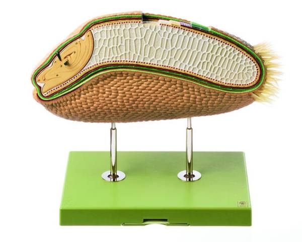 Schnittmodell Weizenkorn