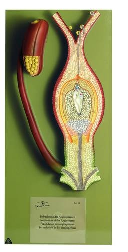 Schnittmodell Befruchtung der Angiospermen