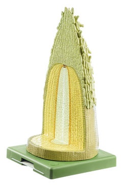 Schnittmodell Wurzelspitze