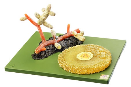 Modell Mykorrhiza der Waldkiefer, ca. 40fach vergrößert