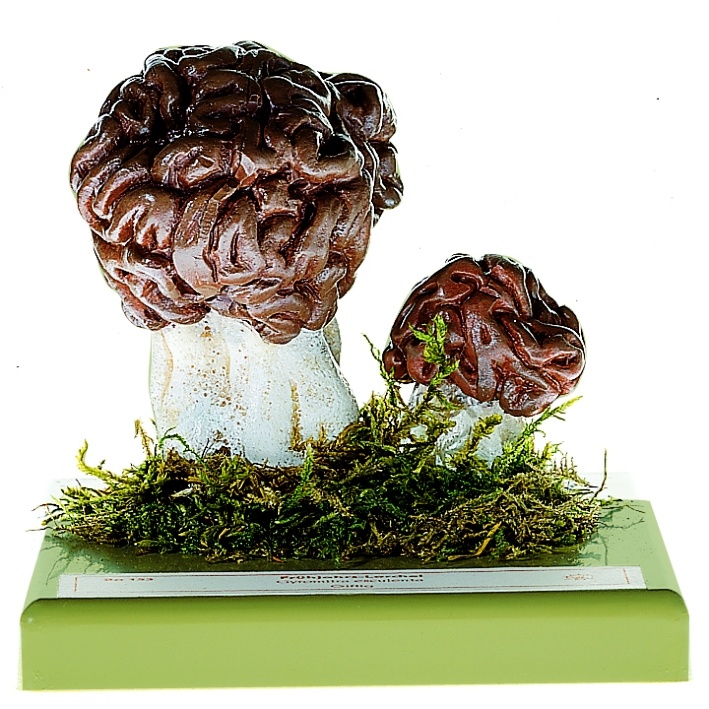 Pilzmodell Frühjahrslorchel