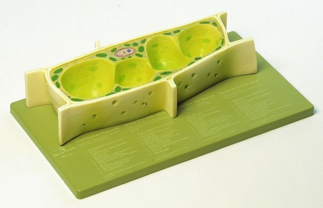 Modell Pflanzenzelle, ca. 3000fach vergrößert, aus SOMSO-Plast®