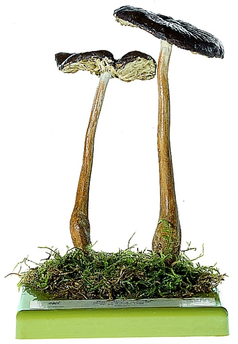 Pilzmodell Wurzelschleimrübling
