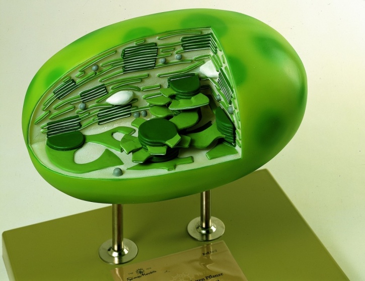 Modell Chloroplast einer höheren Pflanze, ca. 6000-fach
