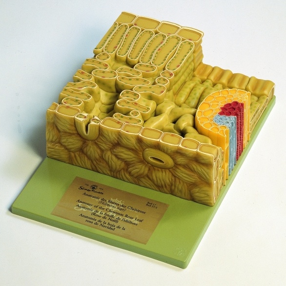 Schnittmodell Laubblatt der Christrose, ca. 700-fach