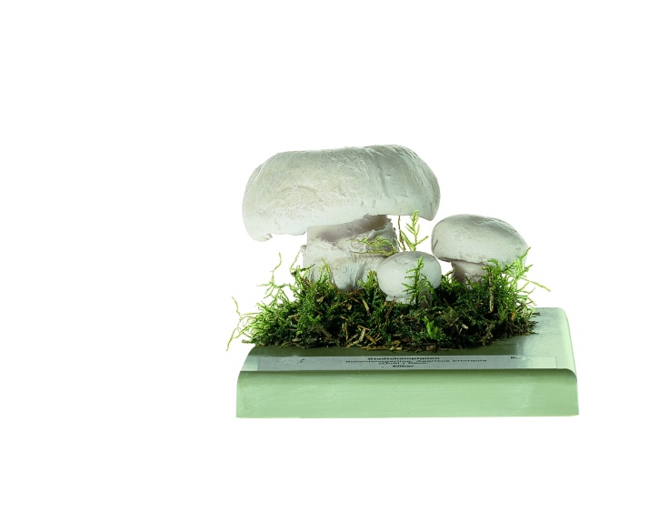 Pilzmodell Stadtchampignon, Schwefelkopf