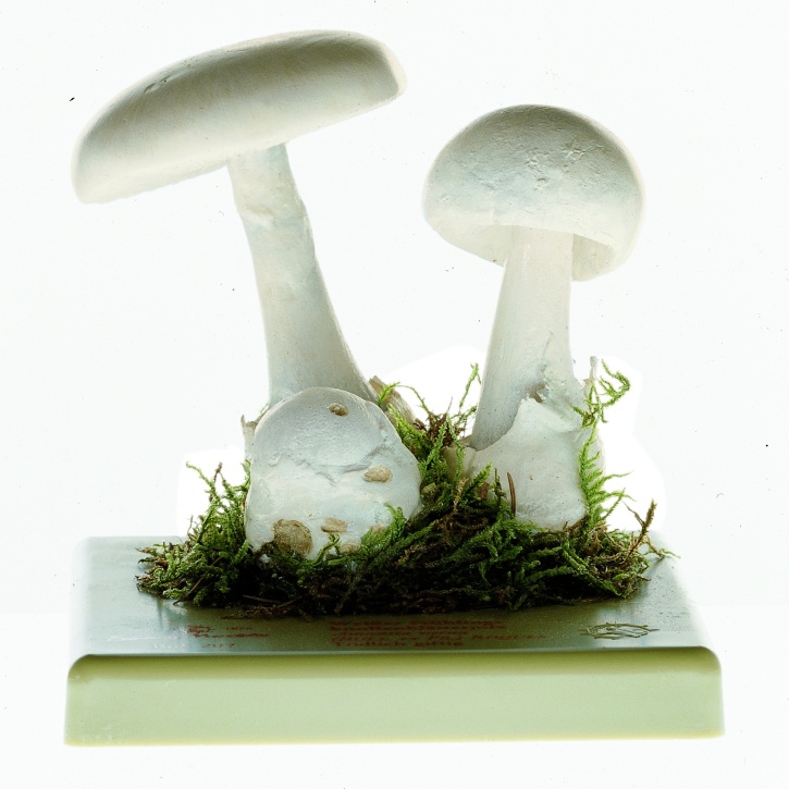 Pilzmodell   -  Weißer Frühlings - Knollenblätterpilz