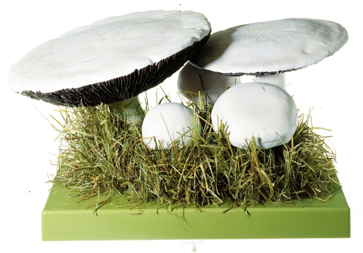 Pilzmodell Wiesenchampignon, Feldegerling