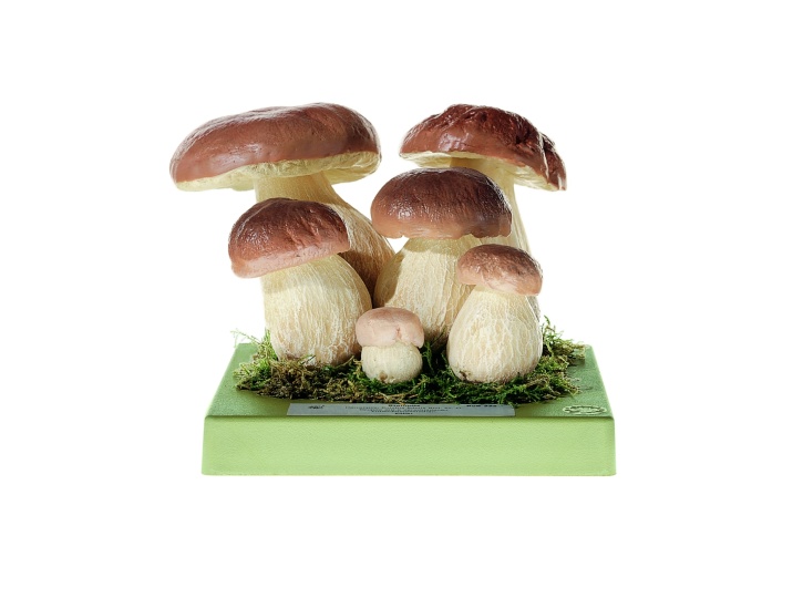 Pilzmodell Steinpilz, Herrenpilz