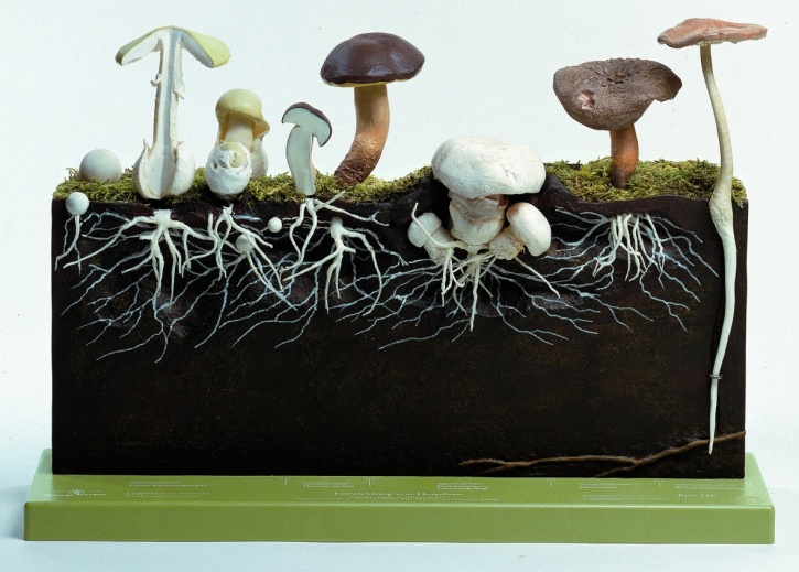 Pilzmodell Entwicklung von Hutpilzen