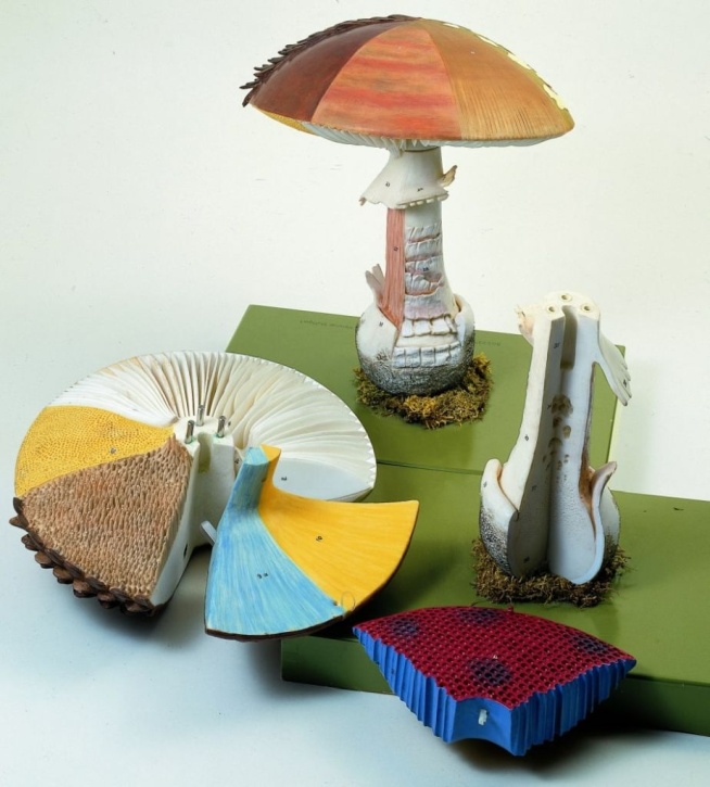 Pilzmodell Aufbau von Hutpilzen (Großmodell)