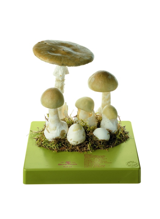 Pilzmodell Grüner Knollenblätterpilz