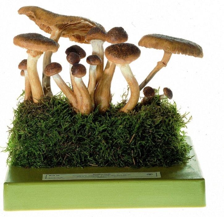 Pilzmodell Hallimasch